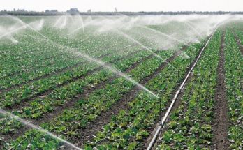 irrigation