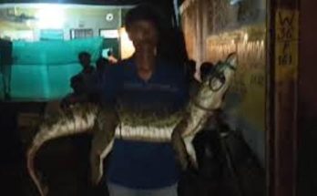 crocodile