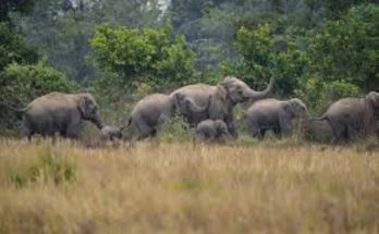 elephant