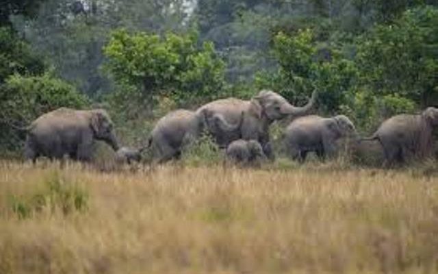 elephant