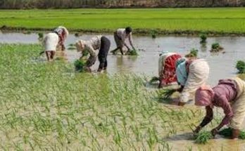 kisan