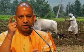 yogi