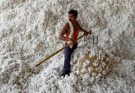 Cotton