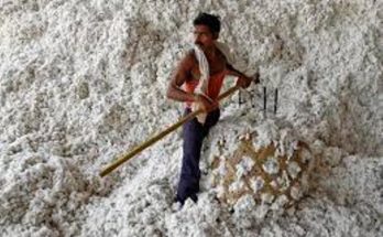 Cotton