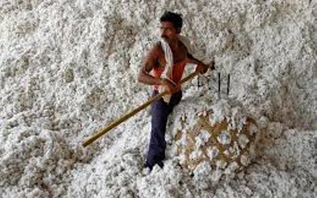 Cotton