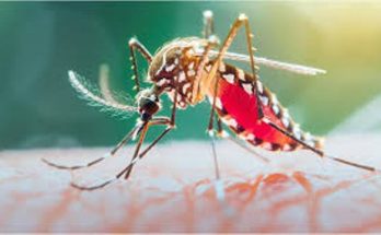 Dengue