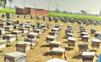 Beekeeping