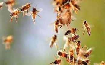 bees