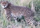 Cheetah