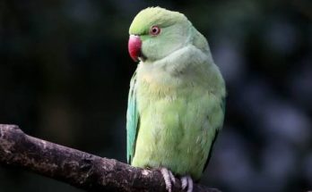 parrot