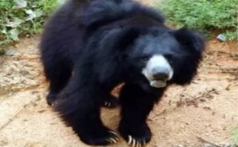 Bear