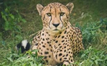 Cheetah