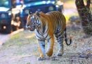 मध्य प्रदेश: पर्यटकों के लिए फिर खुल गया बांधवगढ़ टाइगर रिजर्व का कोर क्षेत्र